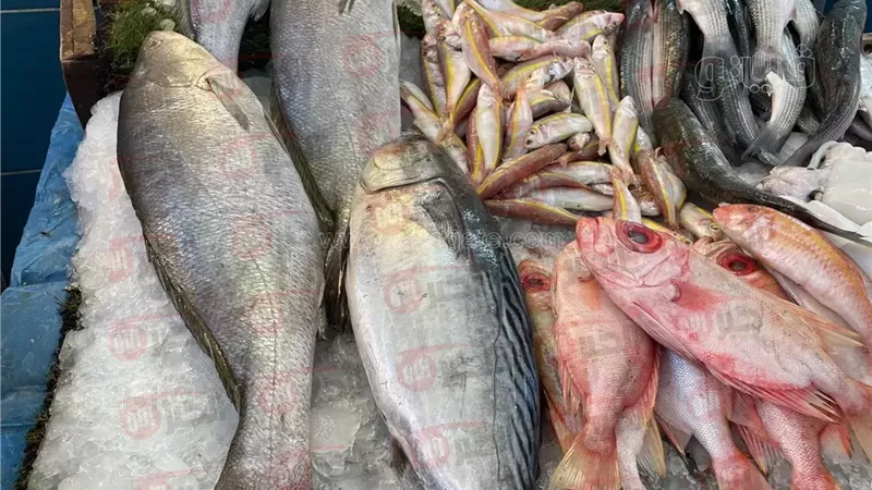 اسعار السمك اليوم