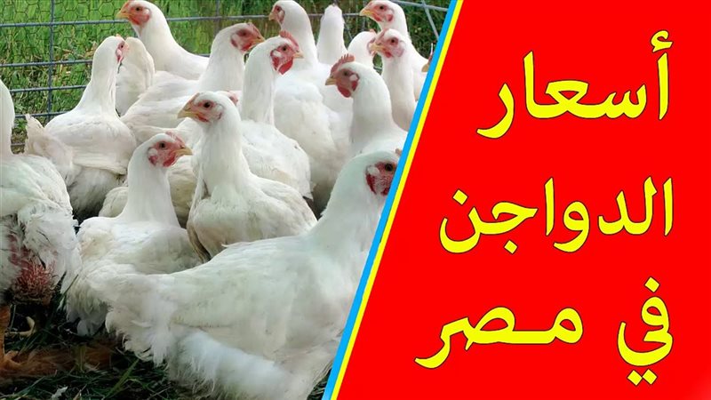  سعر الفراخ البيضاء