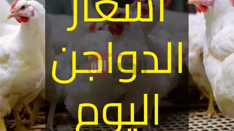 أسعار الفراخ البيضاء
