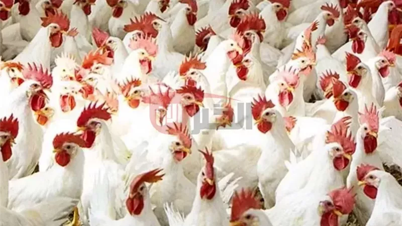 أسعار الفراخ البيضاء