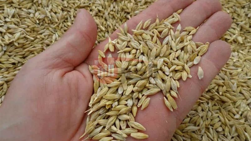 سعر الأرز الشعير