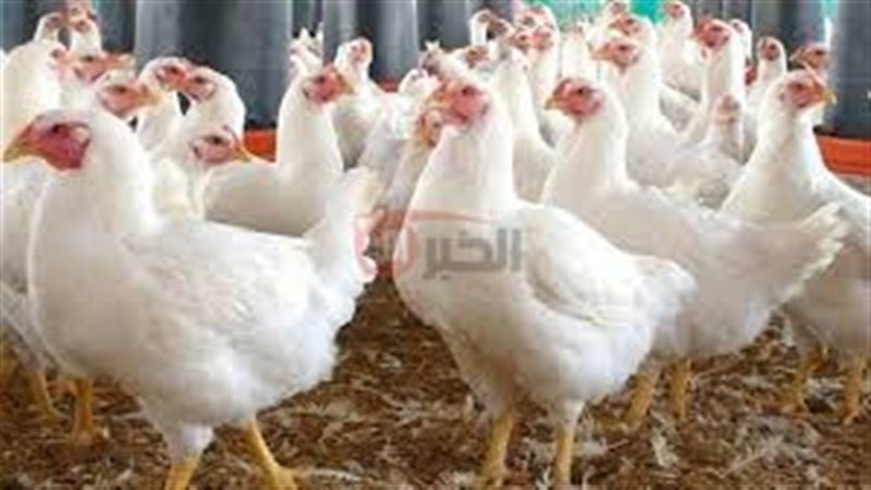 بورصة الدواجن اليوم