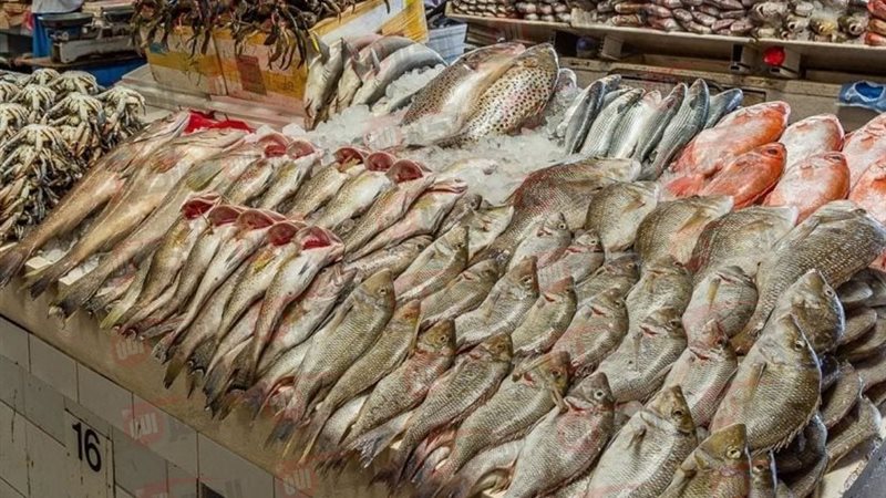 اسعار السمك اليوم