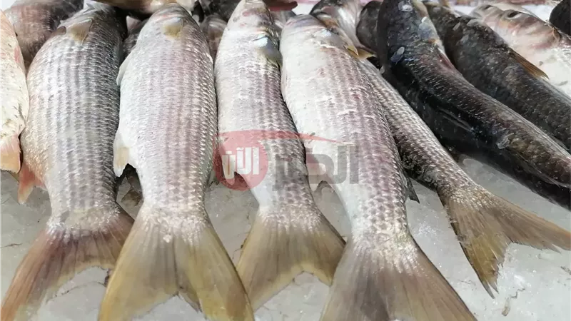 اسعار السمك اليوم