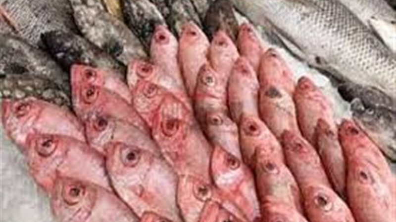 اسعار السمك اليوم