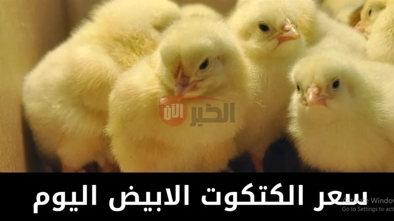 اسعار الكتاكيت البيضاء