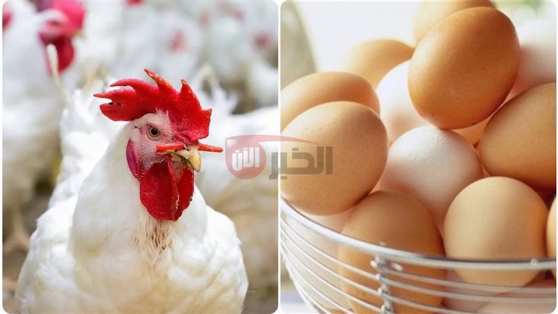 بورصة الدواجن اليوم