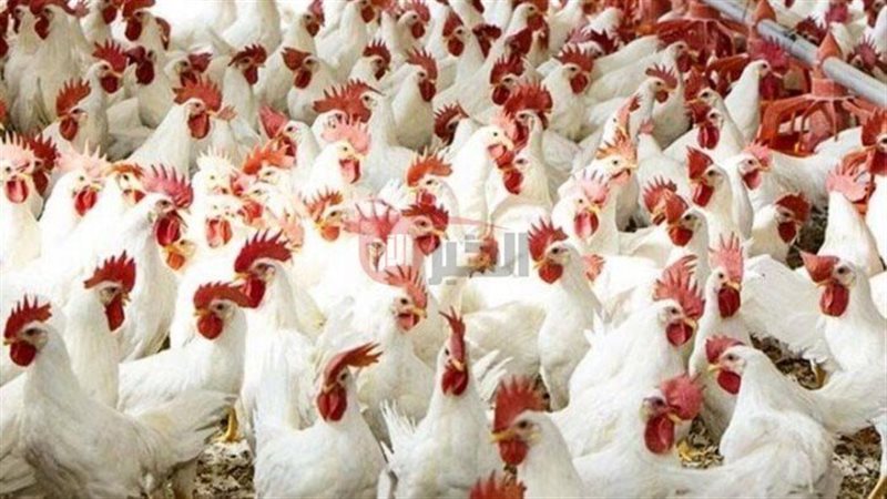 بورصة الدواجن اليوم