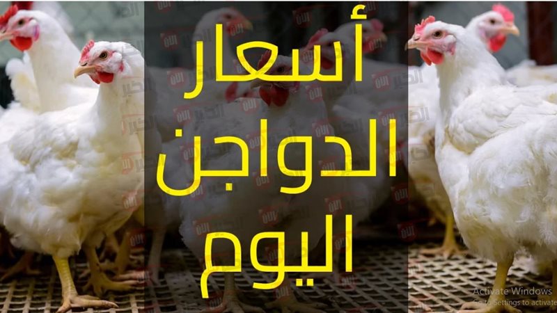 بورصة الدواجن اليوم