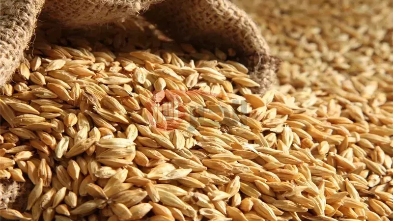 سعر الأرز الشعير