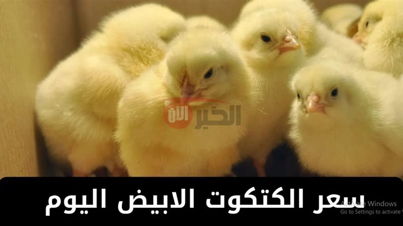 سعر الكتكوت الأبيض