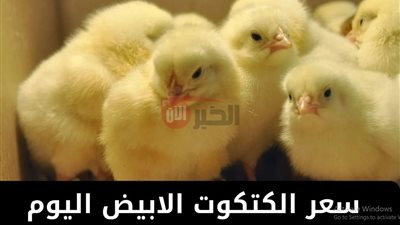 سعر الكتكوت الأبيض اليوم الاثنين 14 يوليو 2025 في جميع الشركات