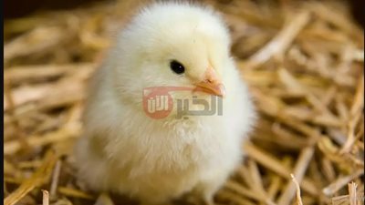 ارتفاع سعر الكتكوت الأبيض اليوم عمر يوم في بورصة الدواجن الرئيسية