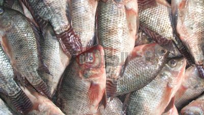 اسعار السمك اليوم الجمعة 2025-7-11 