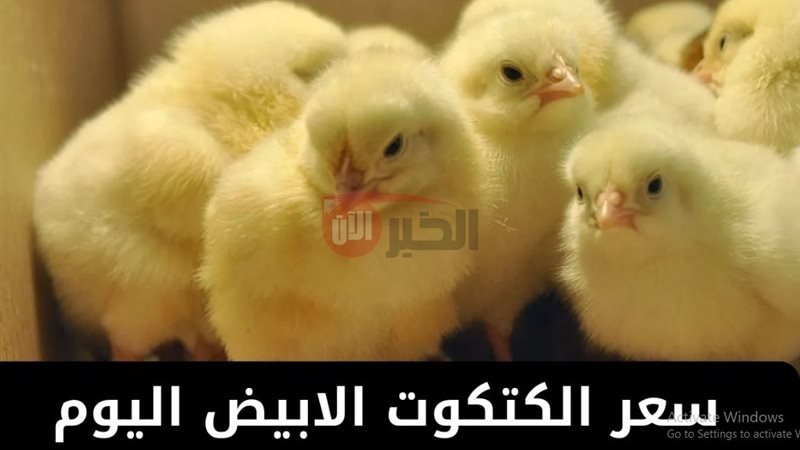 سعر الكتكوت الأبيض