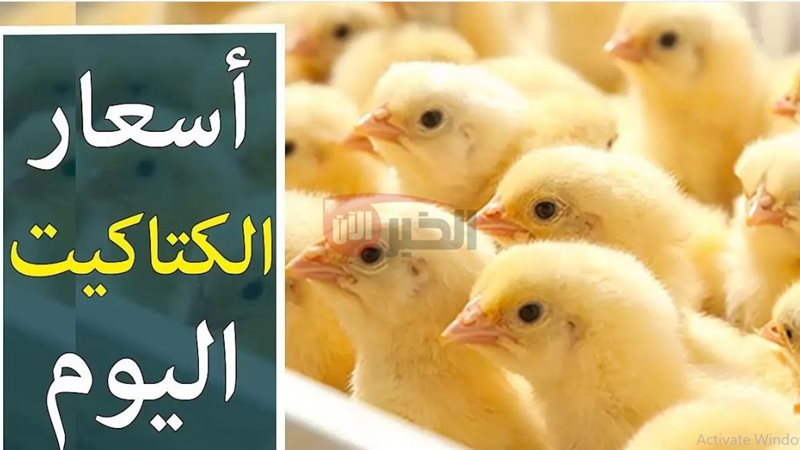 اسعار الكتكوت الأبيض