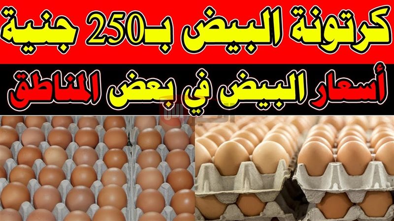 سعر كرتونة البيض