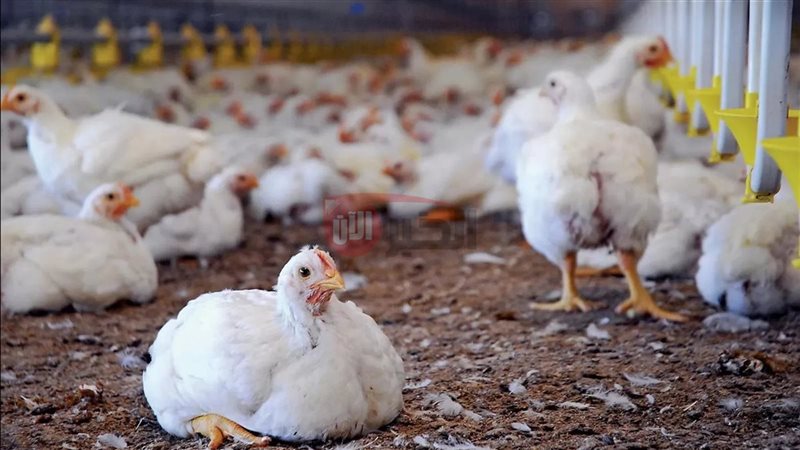 بورصة الدواجن اليوم