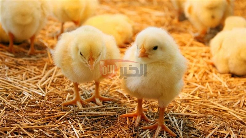 سعر الكتكوت الأبيض