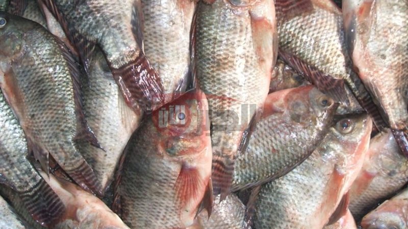 اسعار السمك اليوم