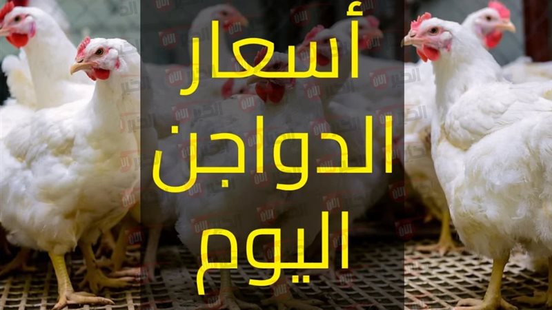 بورصة الدواجن اليوم