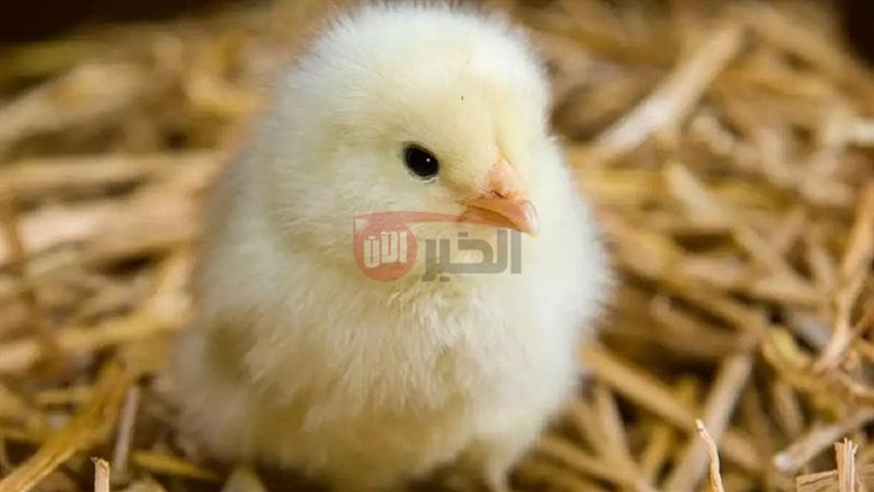 اسعار الكتكوت الأبيض