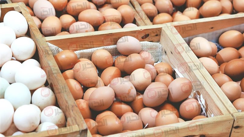 سعر كرتونة البيض