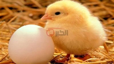 بعد ارتفاع اسعار الدواجن.. سعر الكتكوت الأبيض اليوم عمر يوم في مصر
