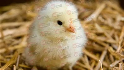 ارتفاع سعر الكتكوت الأبيض اليوم في مصر وتحليل شامل للأسباب