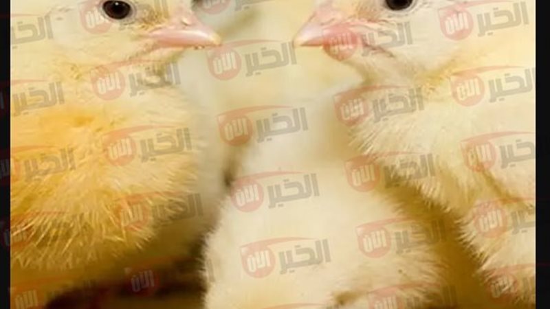 اسعار الكتاكيت اليوم