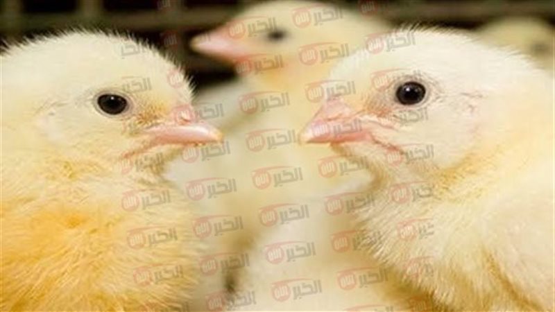 سعر الكتكوت الأبيض