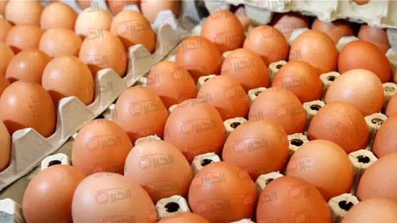 سعر كرتونة البيض