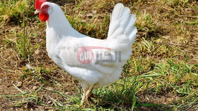 أسعار الفراخ البيضاء