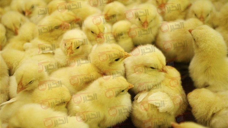 سعر الكتكوت اليوم