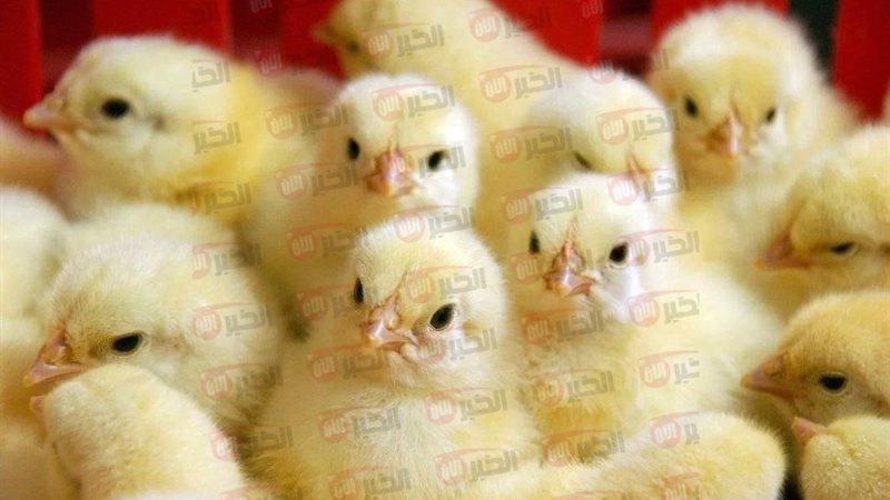 سعر الكتكوت الأبيض