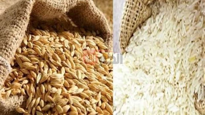 سعر الأرز الشعير