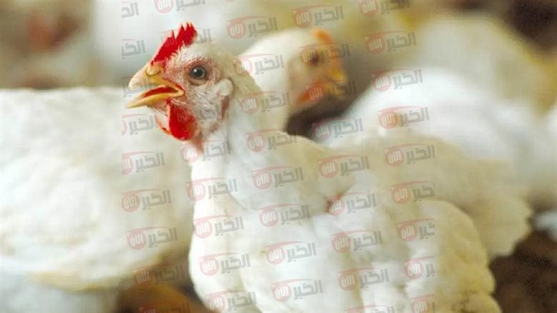 بورصة الدواجن اليوم