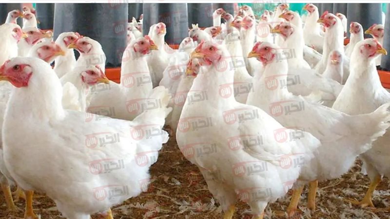 بورصة الدواجن اليوم