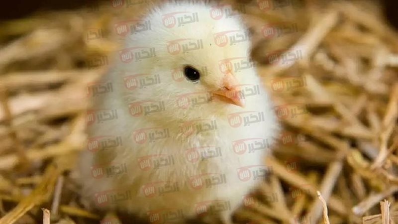 سعر الكتكوت الأبيض